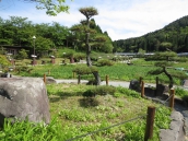 09永沢寺 花しょうぶ園