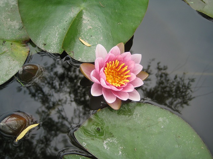 三田市母子　桧田庭