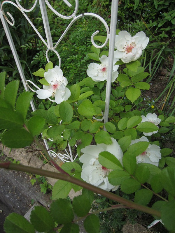 ゆりのき台　高田庭