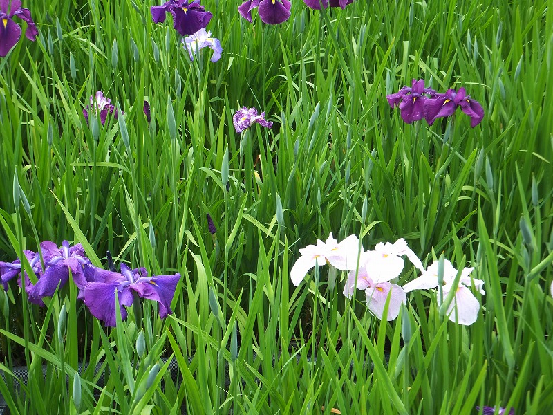 三田市永沢寺　花しょうぶ園