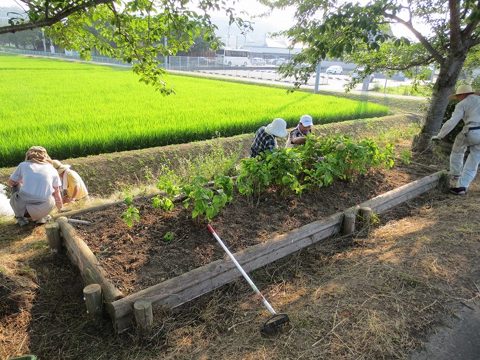 武庫川の除草作業