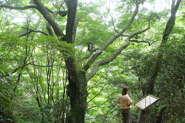 六甲山ブナ林