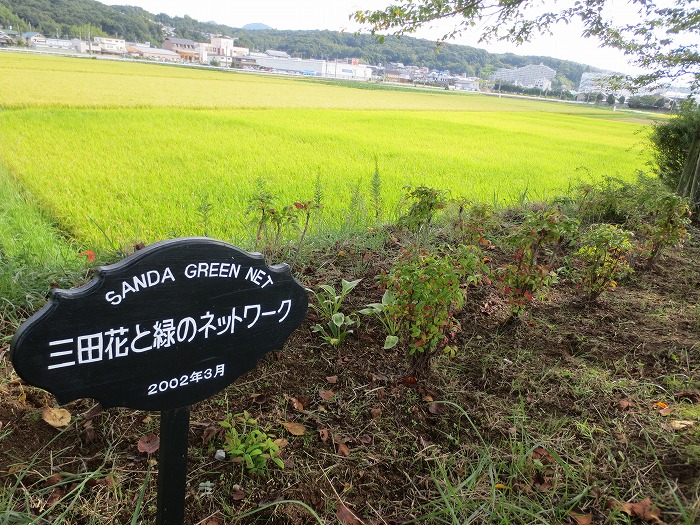 武庫川花壇の除草作業