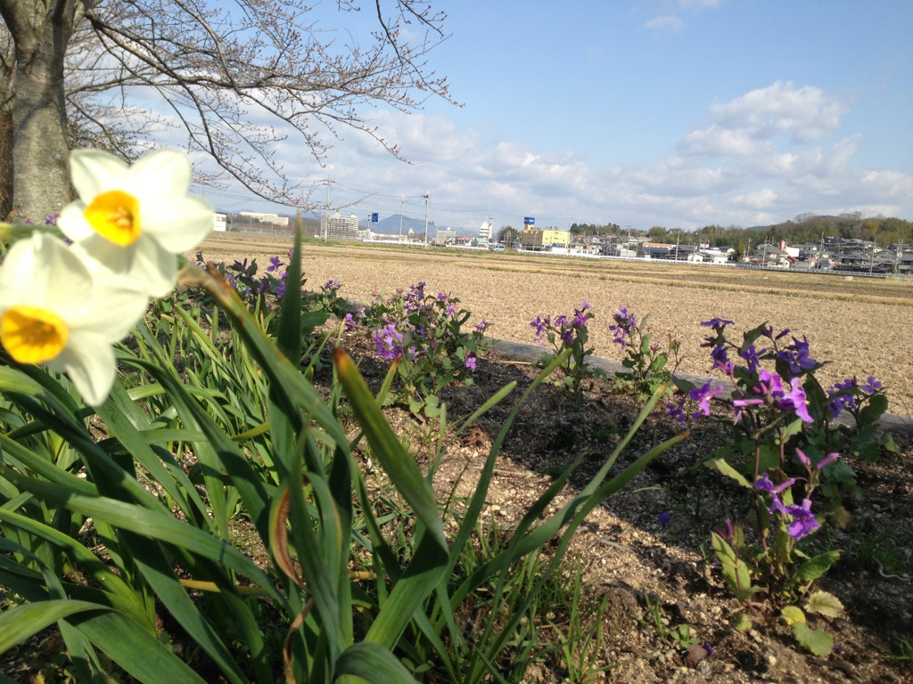 木工同好会・・・春のプランター