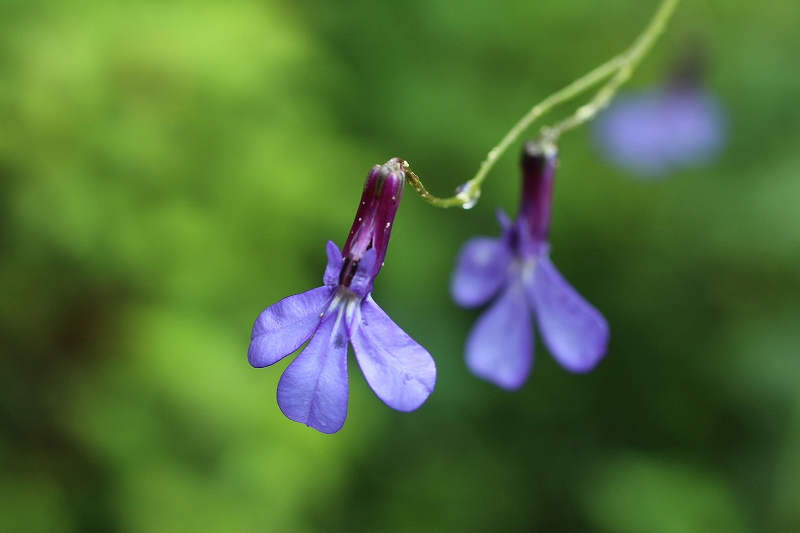 Welcome Garden のお手入れ