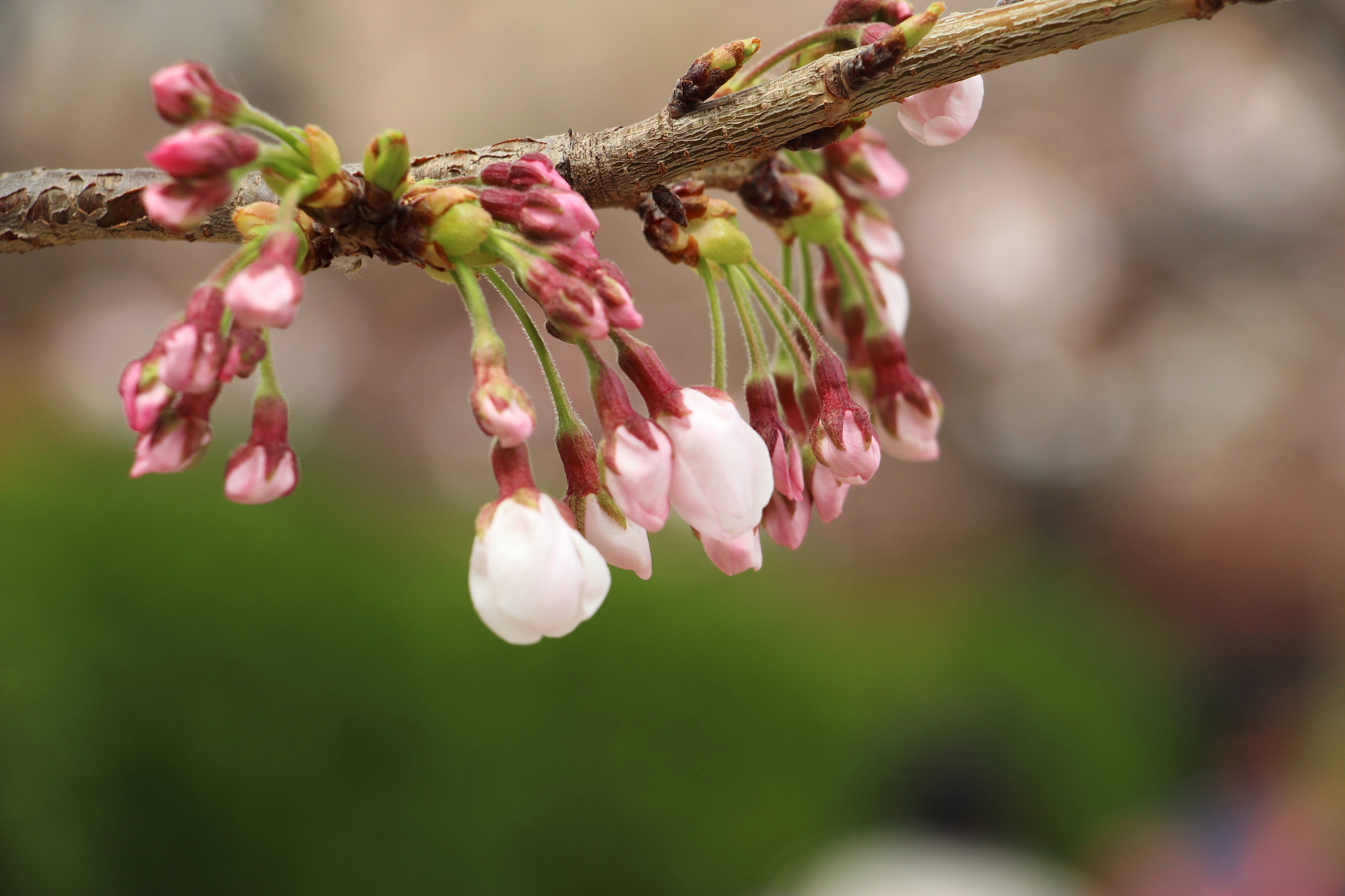 花の種　