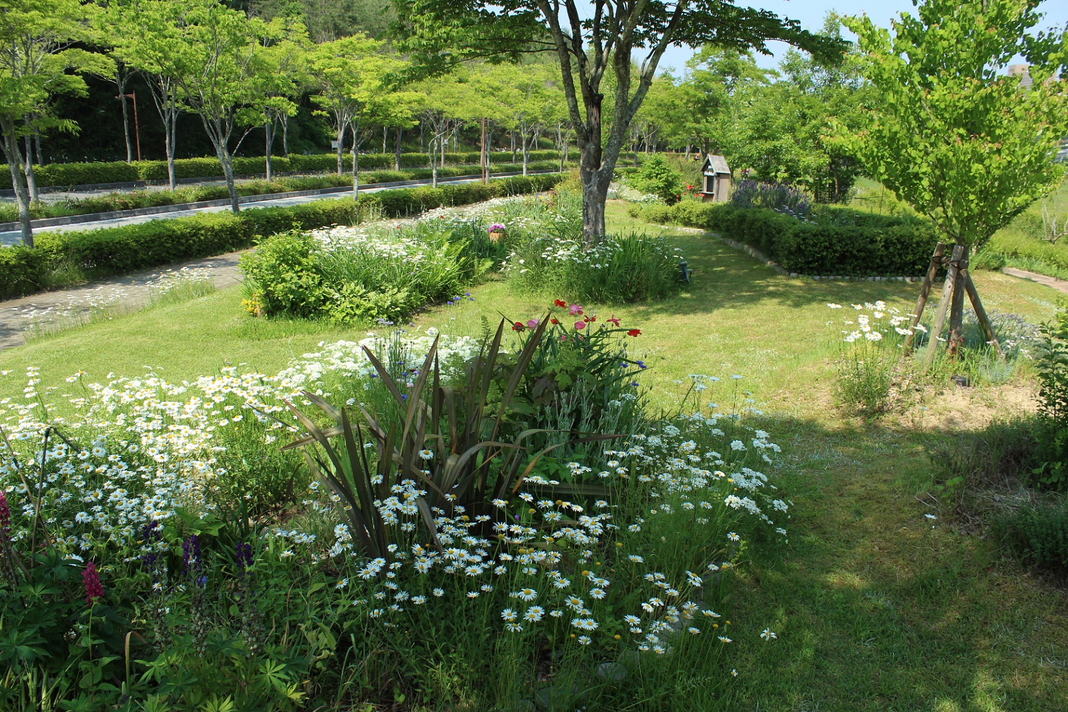 2016オープンガーデン　加藤庭　大原庭　池上庭　高木庭