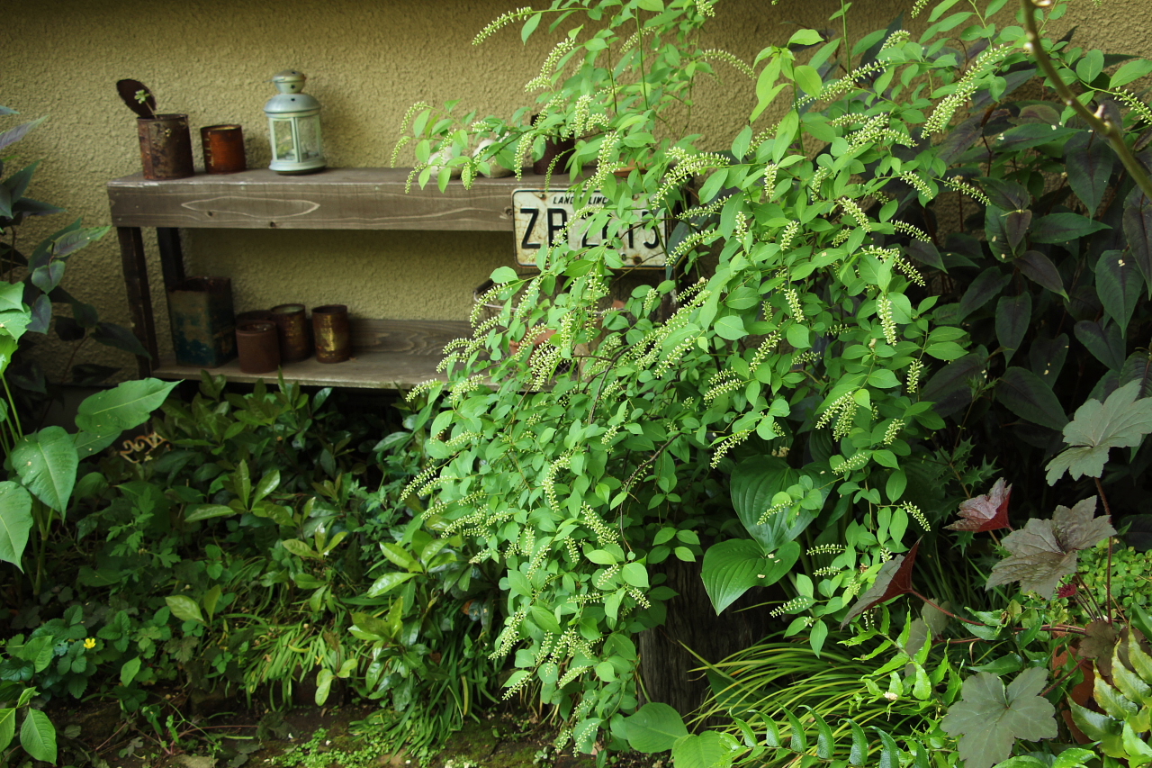 ＮＯ26高嶋庭　ＮＯ1　Ｗｅｌｃｏｍｅ　Ｇａｒｄｅｎ