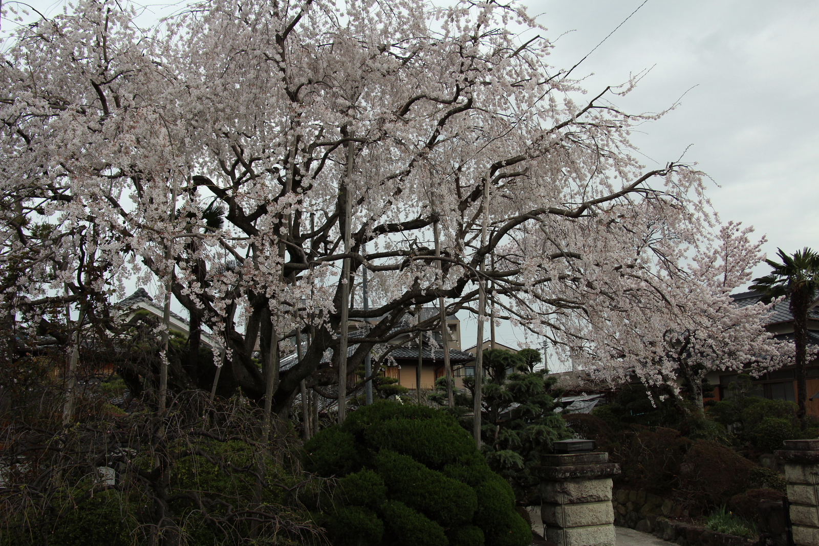 春　　はな散歩