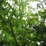 conv0008