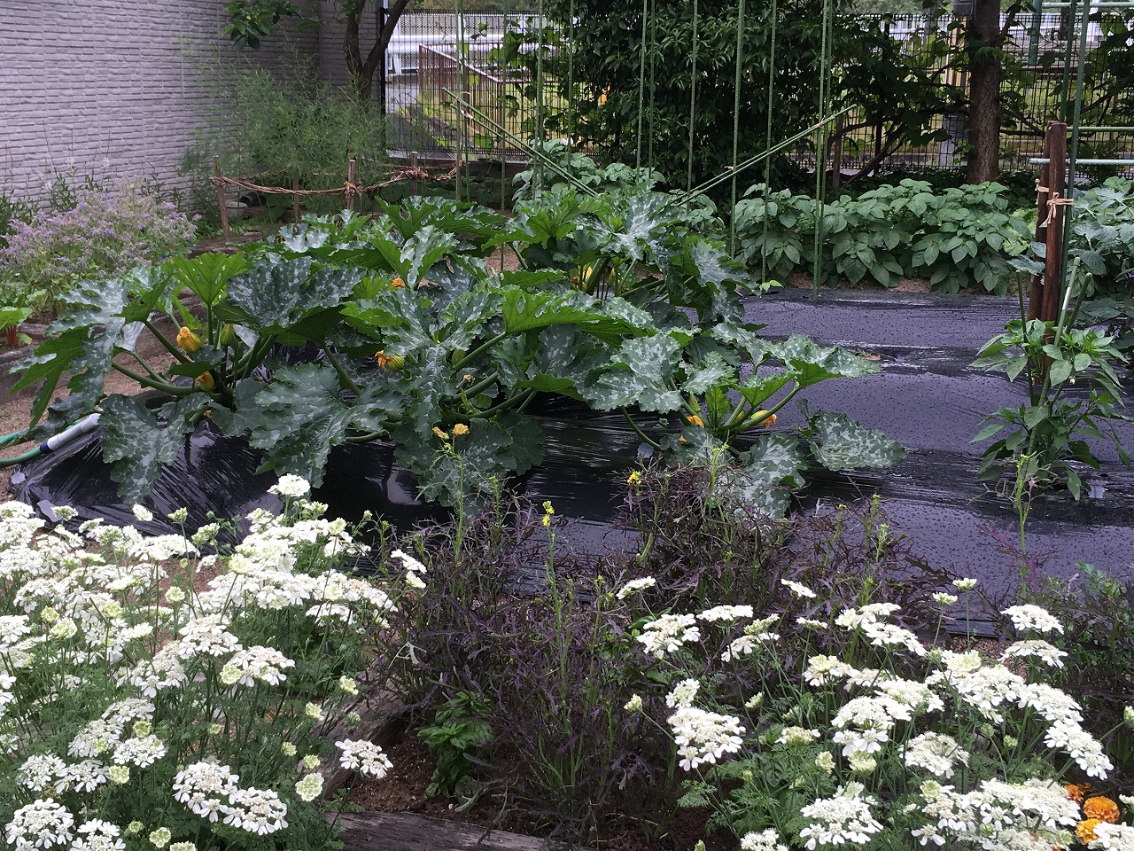 2020open garden　北区幸陽町　山田庭