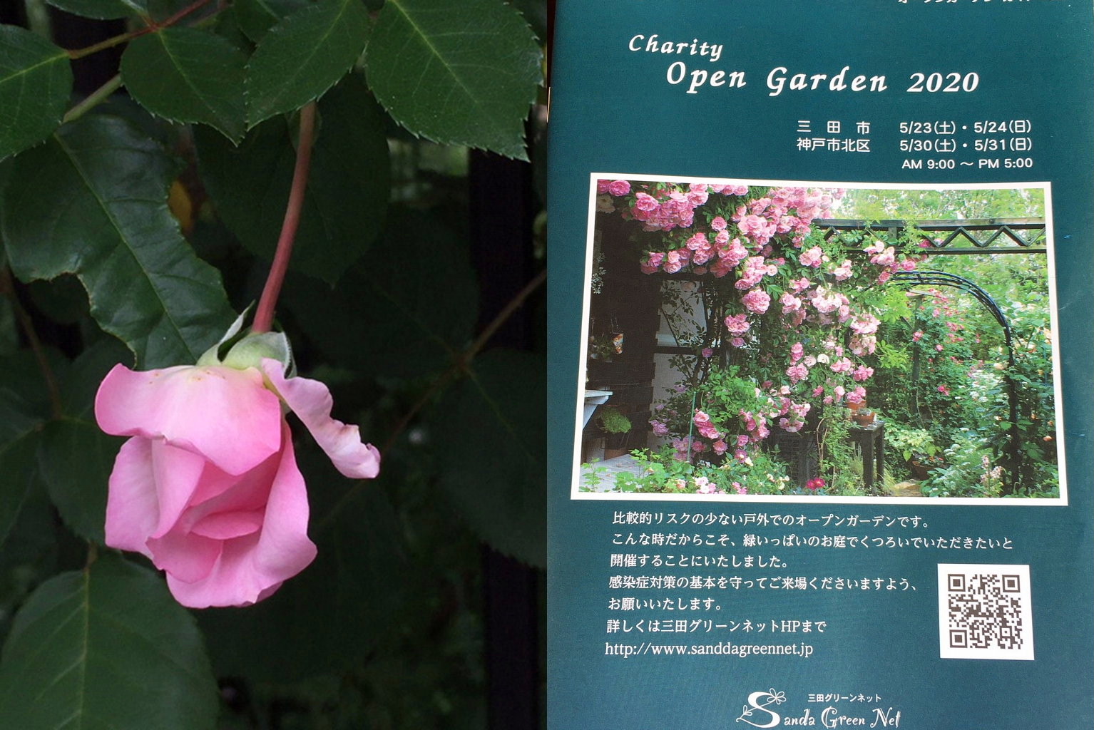 2020 open garden　弥生が丘　高木庭