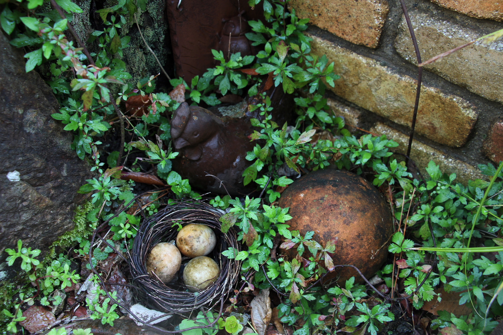 2020 open garden　北区惣山町　小阪庭