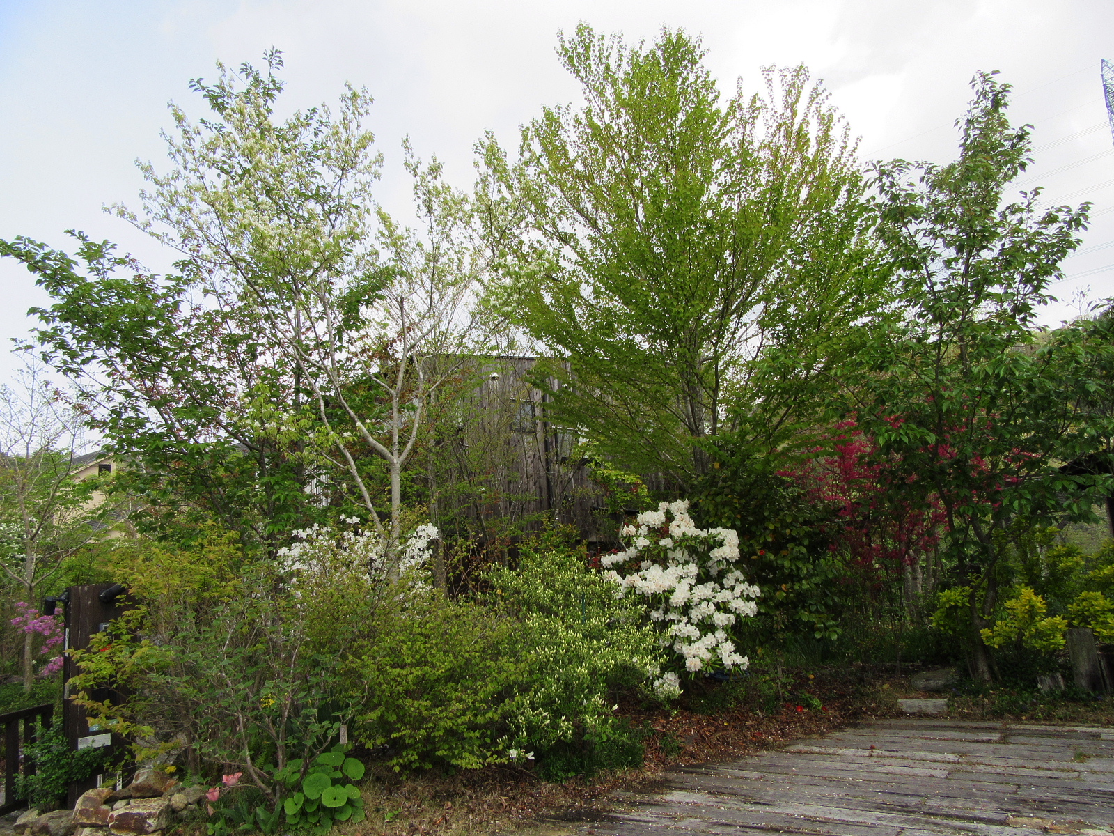 2020opengarden 松山市　井上庭