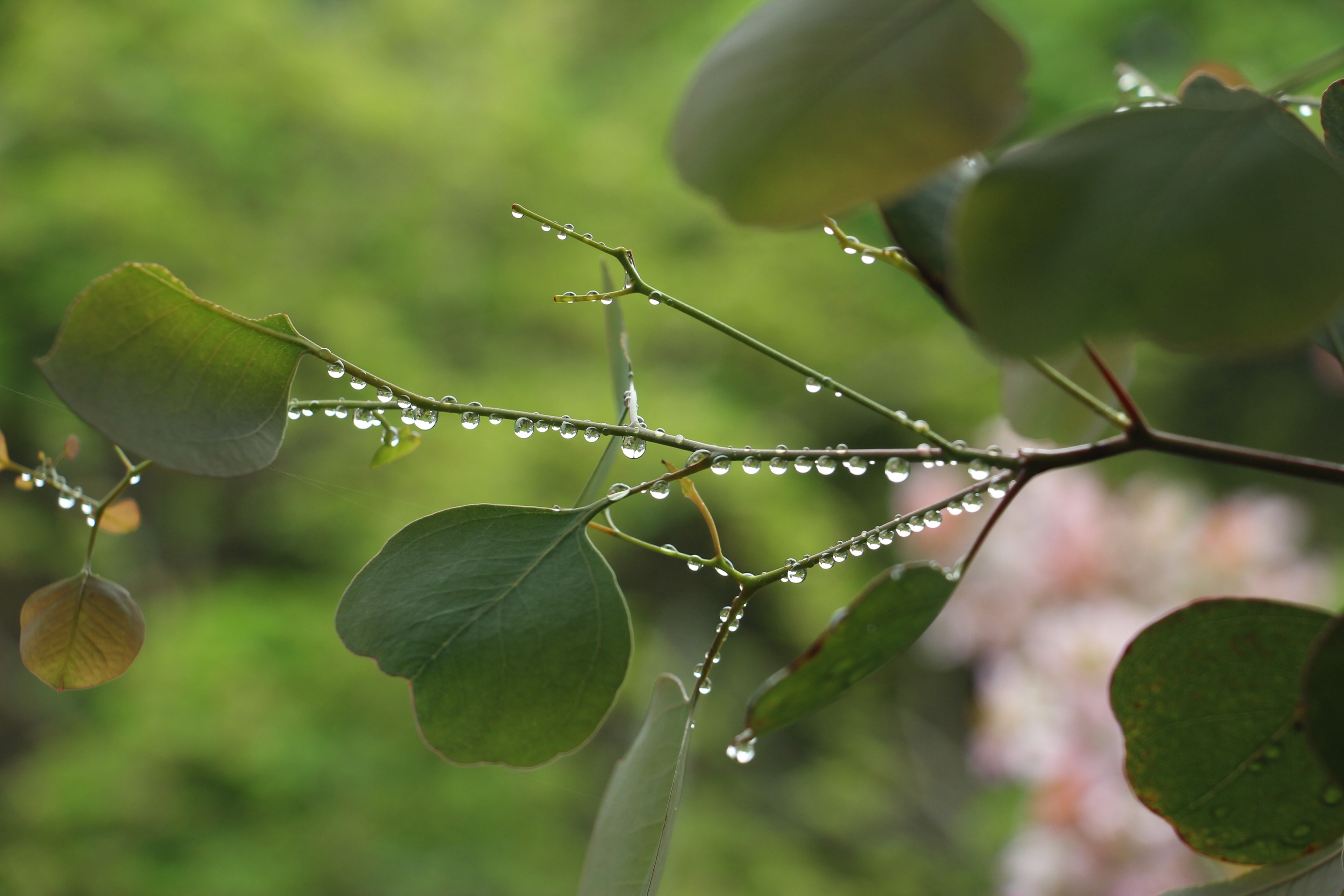 花散歩