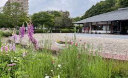 神姫バス１dayフリーキップは中央公園にて当日販売いたします