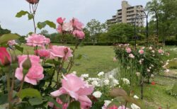 三田まちなみガーデンショーは中止。オープンガーデンは実施します。
